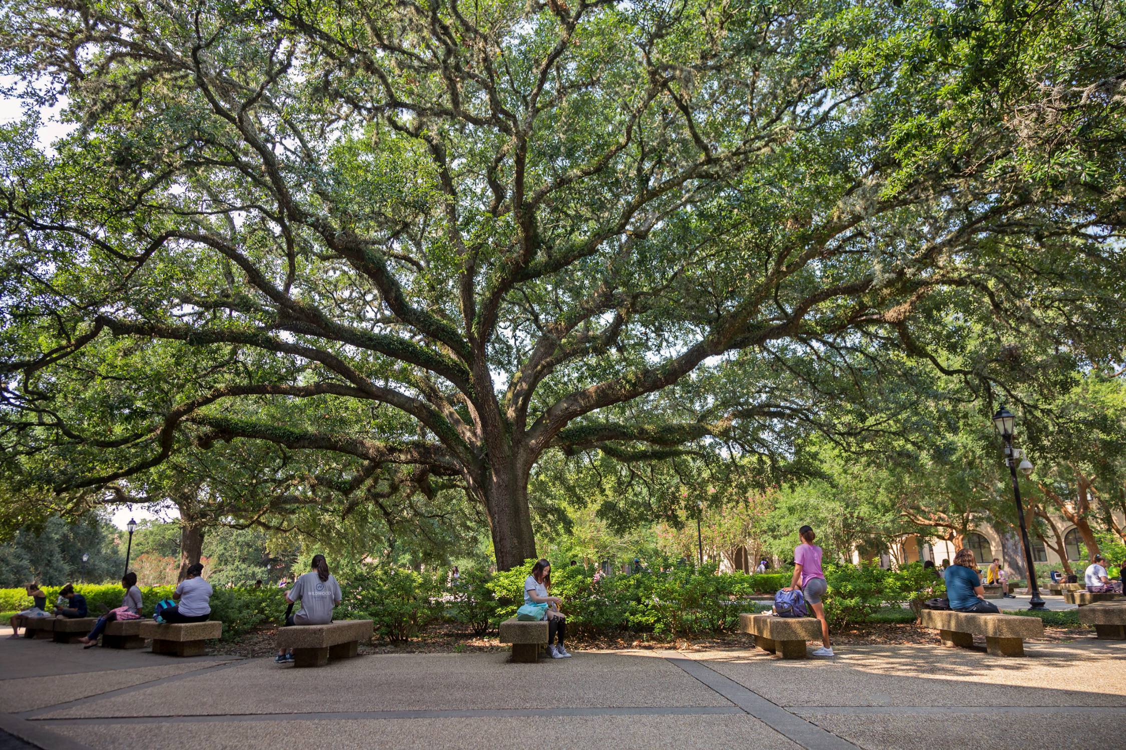 oak tree