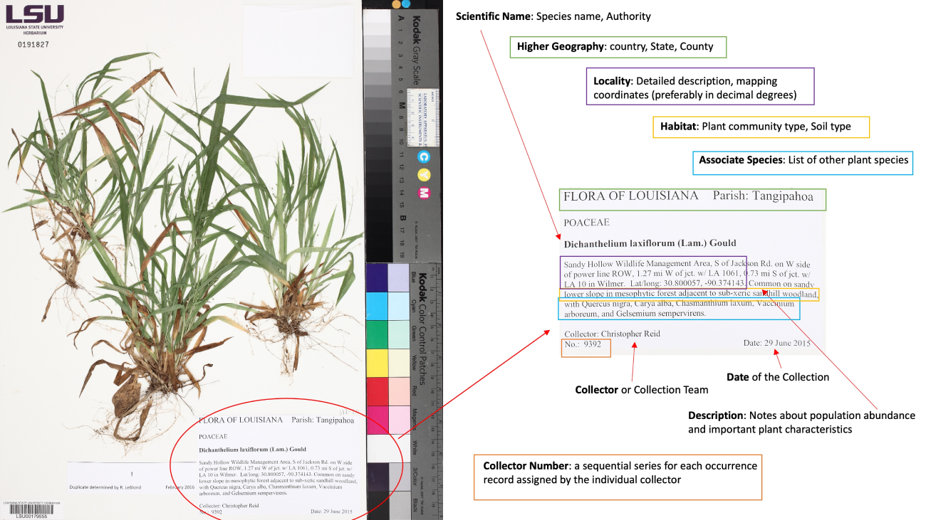 herbarium label