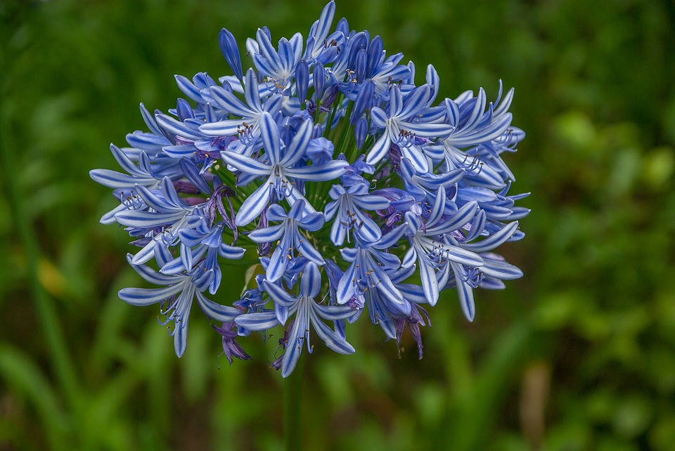 agapanthus