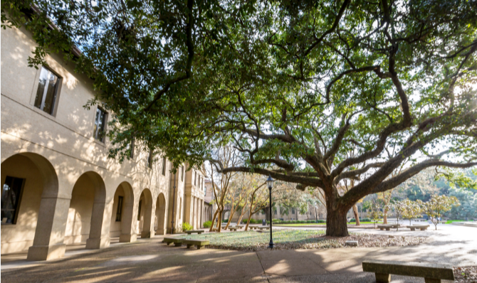 Image of stately oak tree in the quad with sunshine.