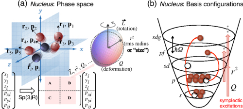 (a) The symplectic group   Sp ( 3 , R )   consists of all particle-independent linear canonical transformations   ( A C B D )   of the single-particle phase-space observables   → r i   (position) and   → p i   (momentum) that preserve the Heisenberg commutation relations   [ r α i , p α ′ j ] = i ℏ δ α α ′ δ i j  ,   α , α ′ = x  ,   y  ,   z   [40]. (b) In the shell model, the basis configurations are multiples of symplectic excitations, generated by   r 2   and   Q  . A key feature is that a single-particle   Sp ( 3 , R )   irreducible representation spans all positive-(or negative-)parity states for a particle in a 3D spherical or deformed harmonic oscillator.