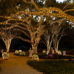 LSU Burden trees decorated with holiday lights