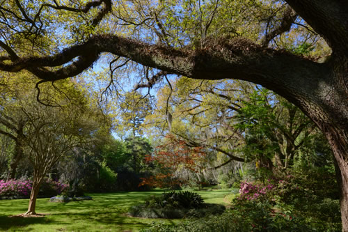 oak trees