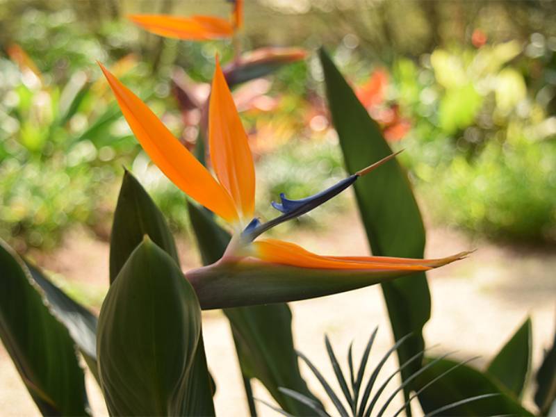 bird of paradise flower