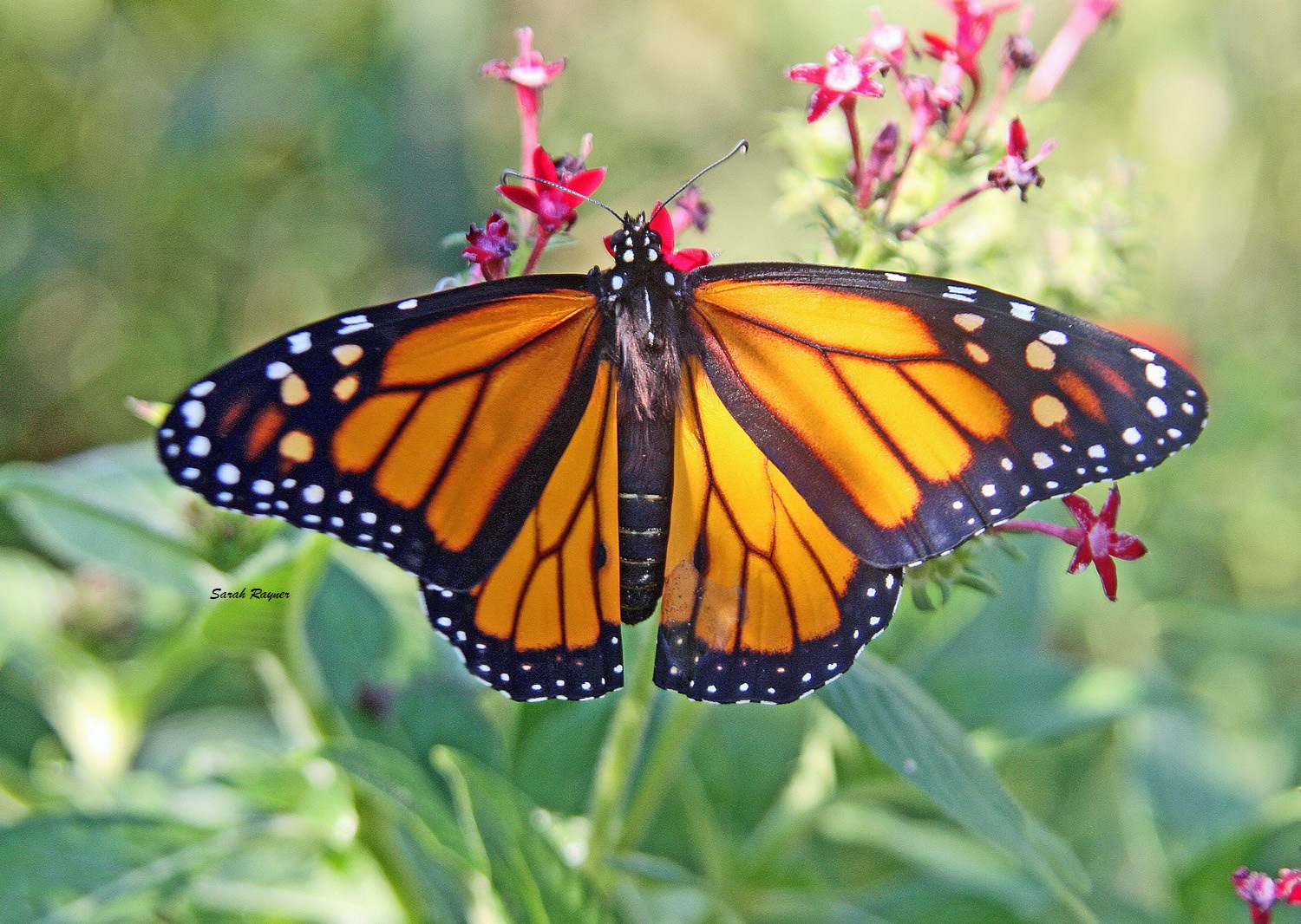 orange butterfly