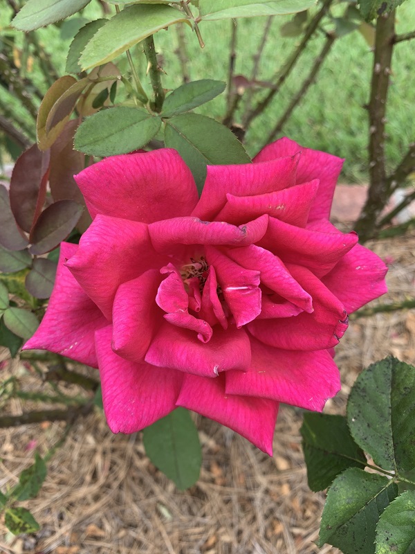 hot pink rose