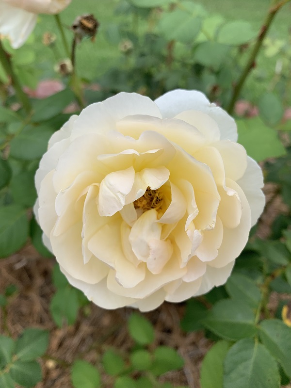 light yellow rose