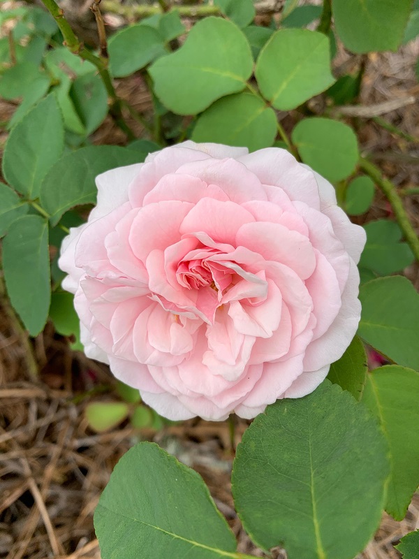 pink rose