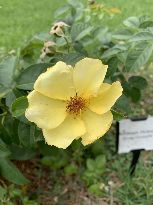 yellow rose