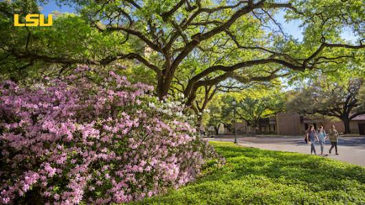 Azaleas in bloom