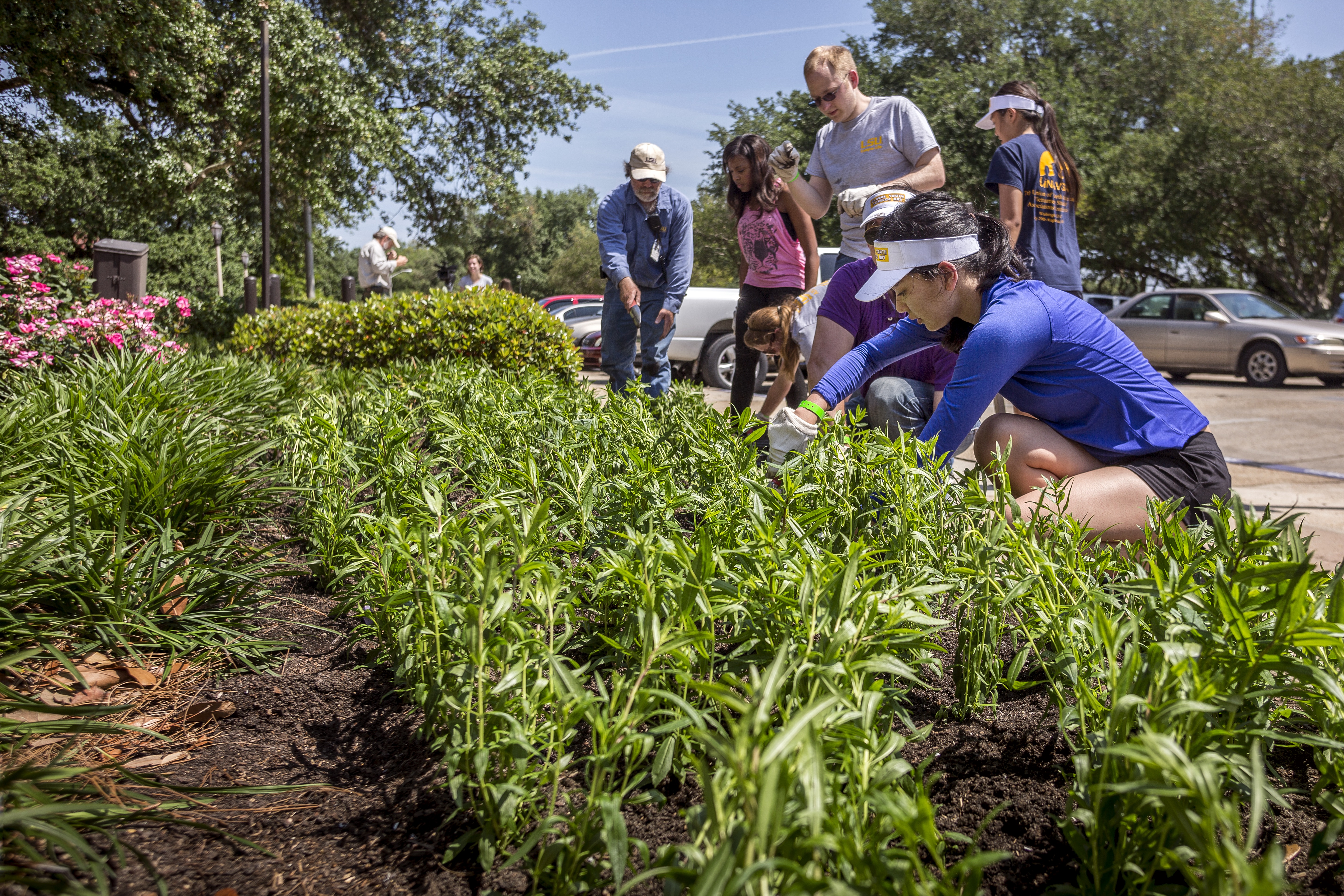 Students planting a flowerbed